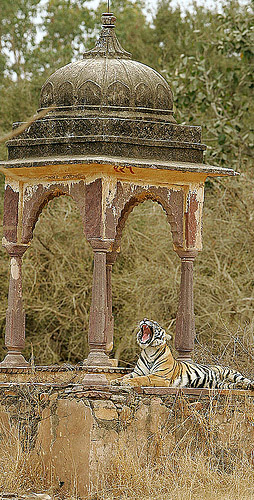 Rajasthan Wildlife Tour,Rajasthan Tiger Tour