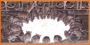 Rat Temple- Bikaner